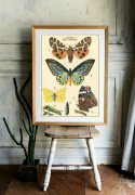 Poster - Vintage fjärilar