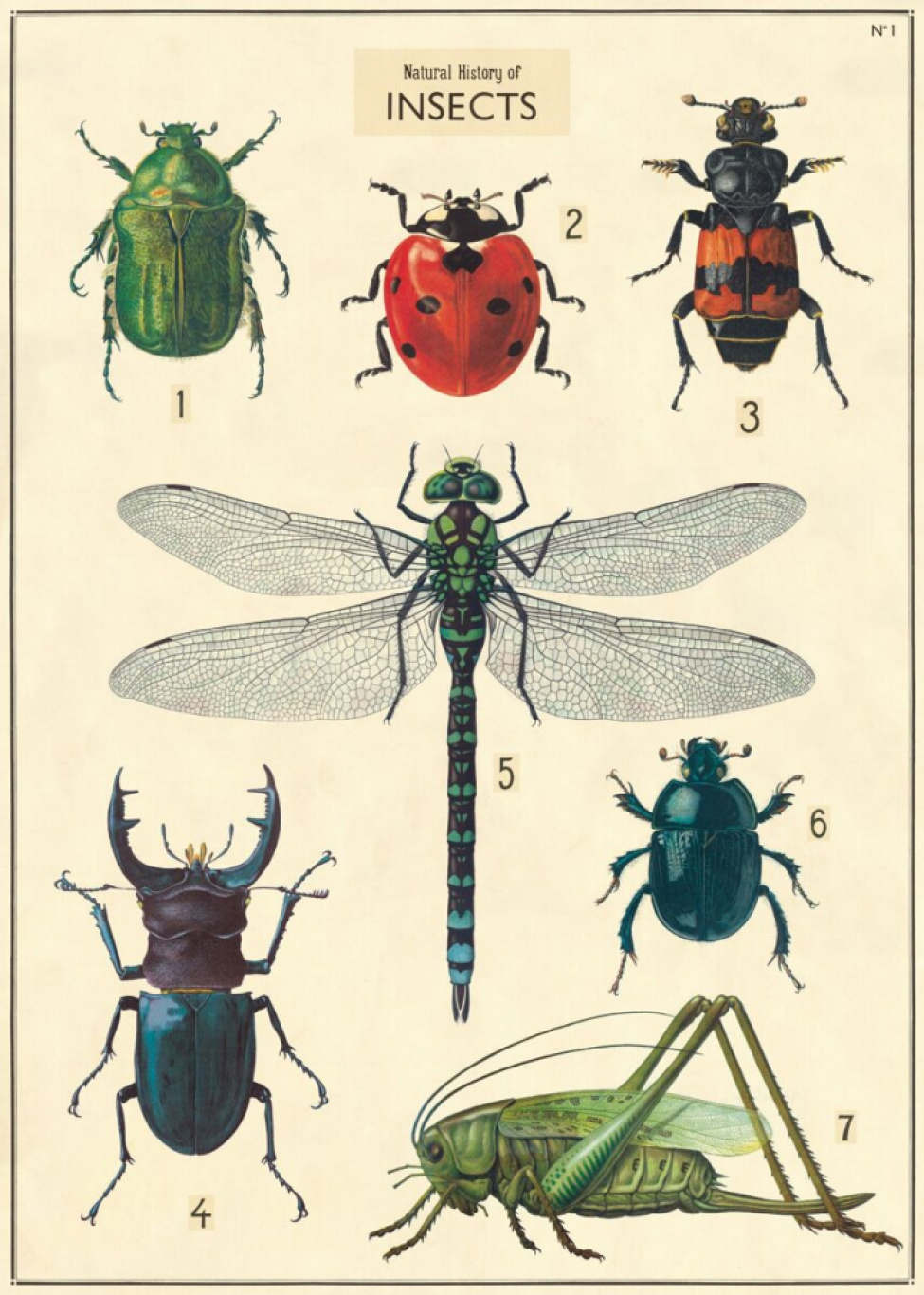 Poster - Vintage insekter