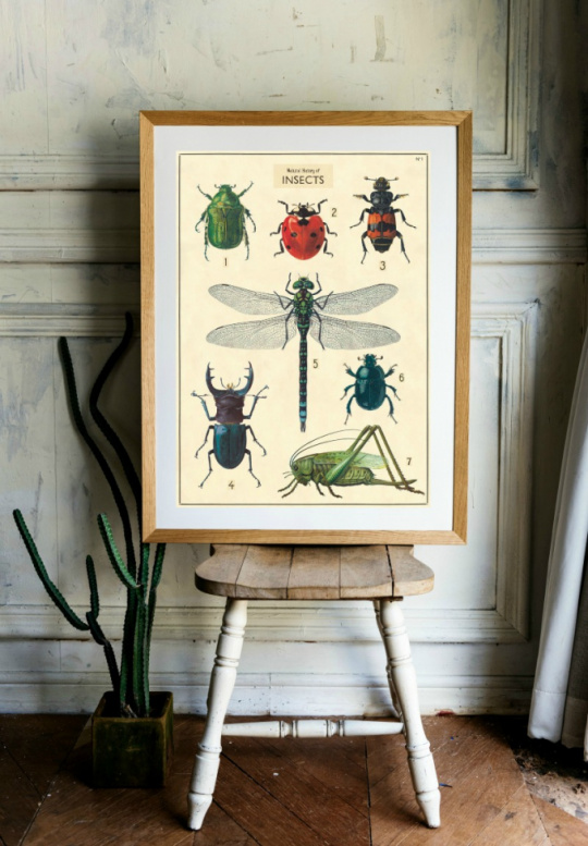Poster - Vintage insekter