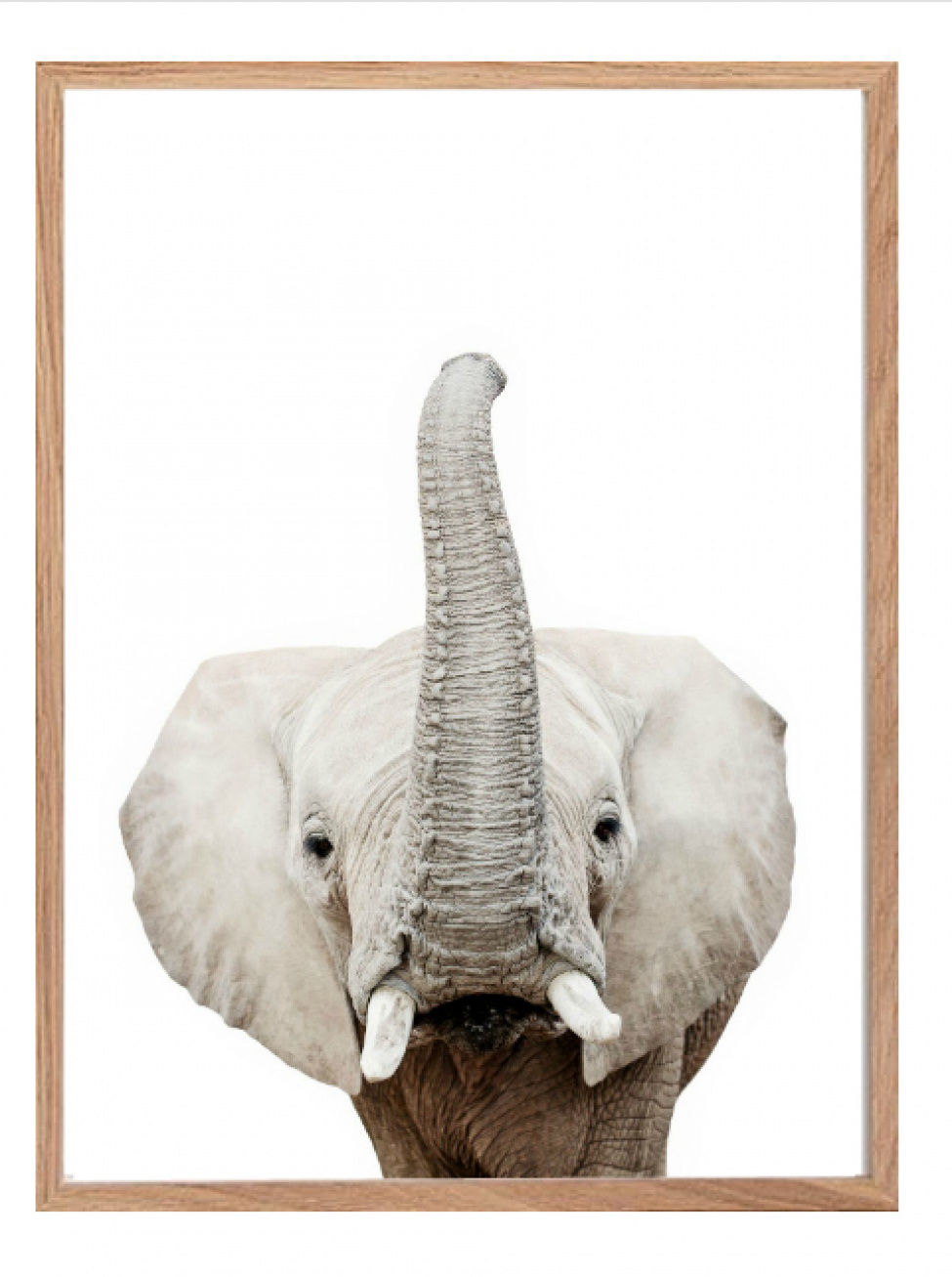 Poster - Elefant