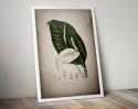 Poster - Vintage Fredskalla