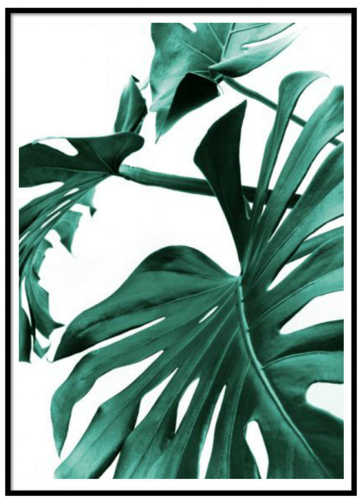 Poster - Monstera