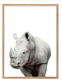 Poster - Noshörning