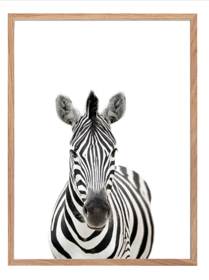 Poster - Zebra