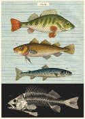 Poster - Fiskar 2