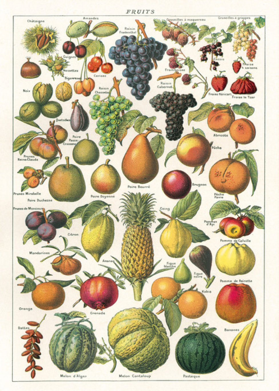 Poster - Frukt 2