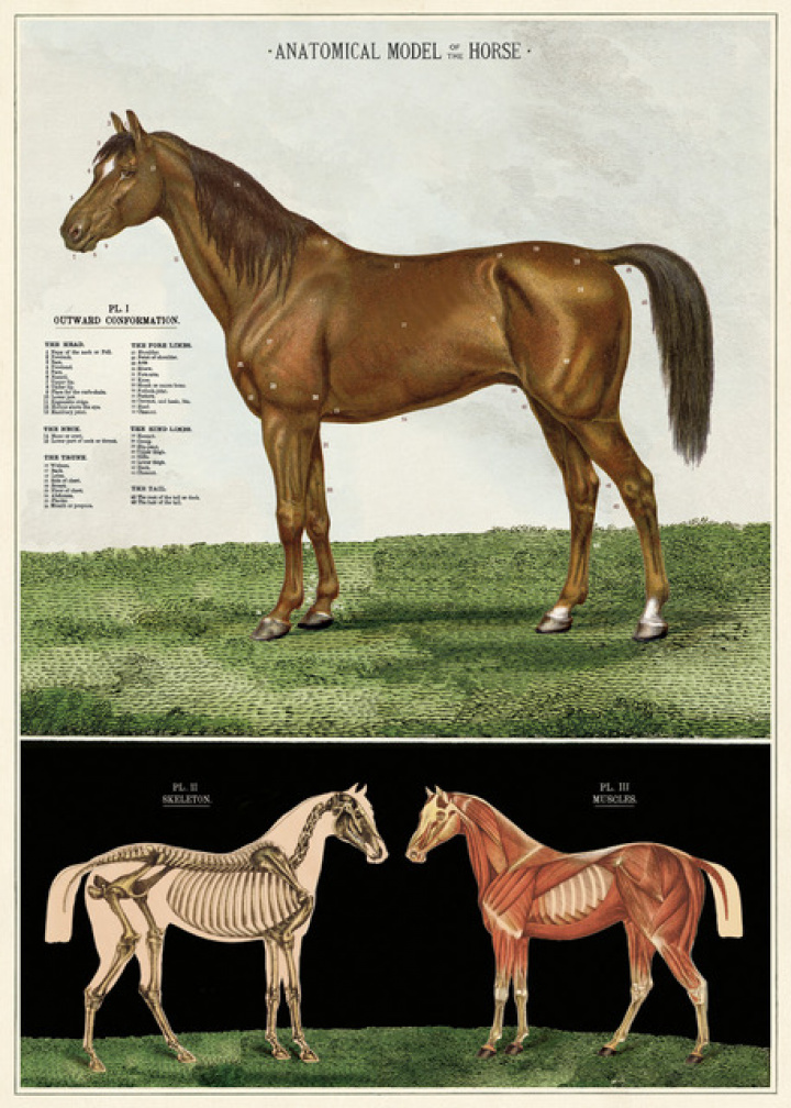 Poster - Hästar i gruppen Kampanj / Inredning / Dekoration hos Reforma (wrap-horse)