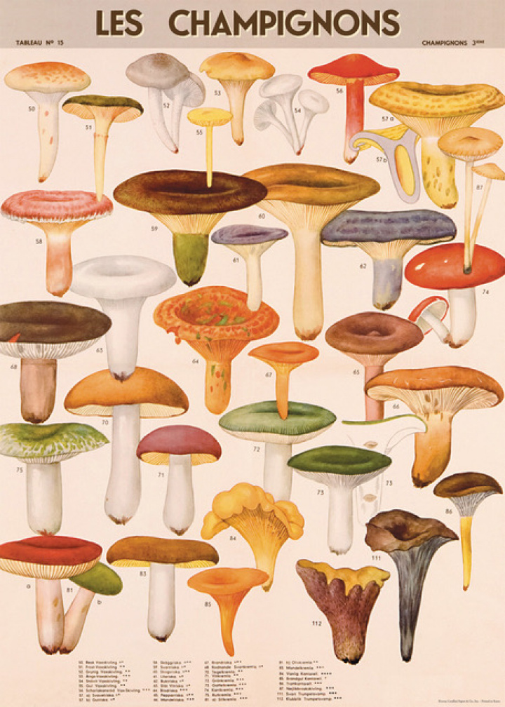 Poster - Les Champignons