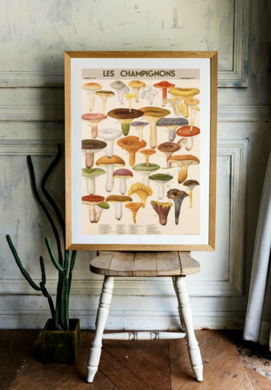Poster - Les Champignons